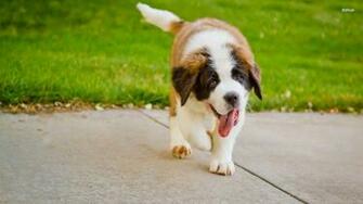 Saint Bernard Dog Wallpaper HD