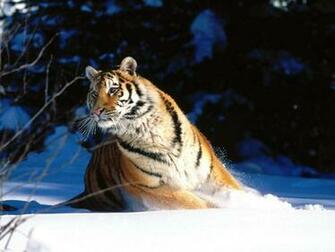 Tiger Wallpaper Desktop Tigerdesktop Background