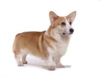 Corgi Dog Wallpaper Cardigan Welsh Herding Dogs