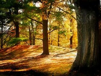 Beautiful Trees