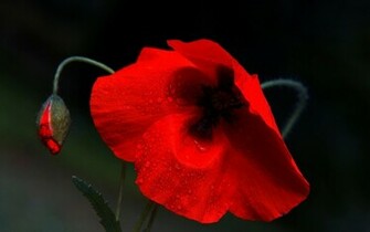 Poppy Wallpaper