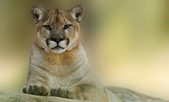 Cougar Computer Wallpaper Desktop Background Id
