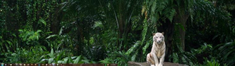 Background Picture Fill With Dual Monitors Of Microsoft Community
