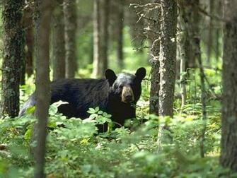 Black Bear Wallpaper