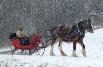 Go Back Image For Budweiser Clydesdales In Snow