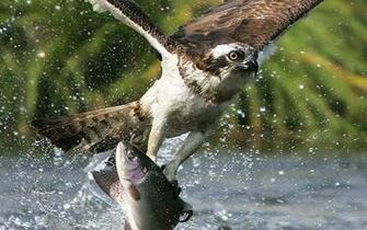Face Eyes Fishes Hunt Fishing Wildlife Nature Wallpaper Background