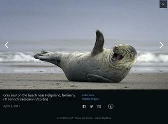 The Day Bing Home Gallery Most Famous Collection Of Wallpaper