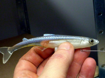 Hand Holding Smelt Fish Zbapykoixx04layk Wallpaper