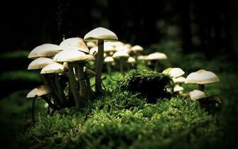 White Mushroom Wallpaper Computer Desktop Back Cool