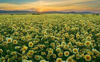 Flower Field Wallpaper Best