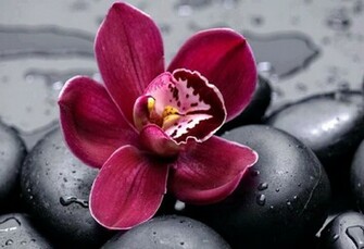 Purple Orchid Wallpaper Orchids