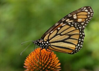 Monarch Butterfly Desktop Background Hivewallpaper