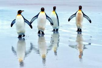 Penguin Background Net