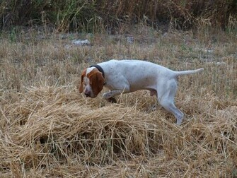 Hunting Pachon Navarro Dog Photo And Wallpaper Beautiful