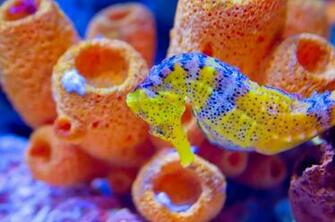 Seahorses HD Wallpaper Beautiful Animals Photography