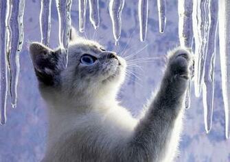 Winter Cat Pixdaus