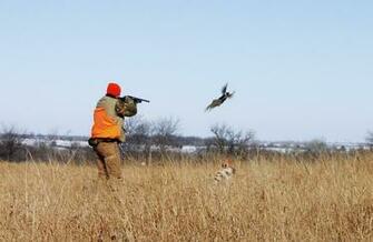 Pheasant Hunting