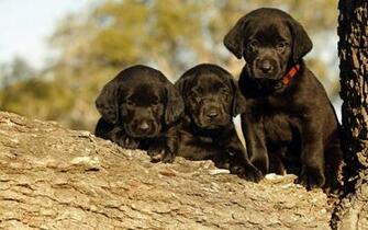 Pics Photos Black Labrador Dog Wallpaper In