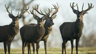 Wallpaper Deer Lots Grass Walk Flock Full HD 1080p