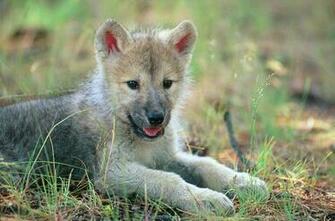 Baby Wolf Wallpaper