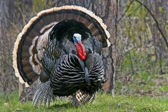 Best States To Complete Your Turkey Grand Slam This Year Petersen S