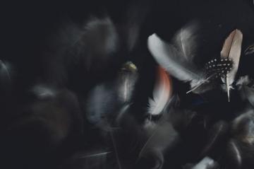 White And Black Feather On Background Photo Grey