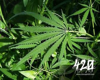Marijuana Wallpaper