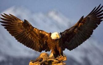 Wallpaper U 3d Flying Bald Eagle HD
