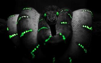 If I Get Bit By This Snake Will Turn Into Man