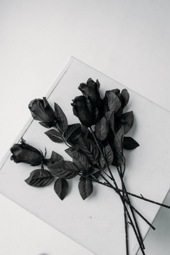 Black Rose iPhone Wallpaper