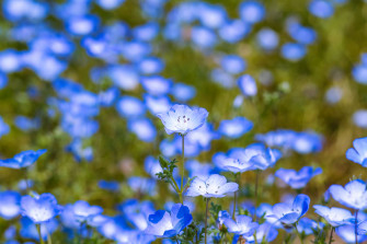 Baby Blue Eyes Nemophila Menziesii Arkansas Valley Seed