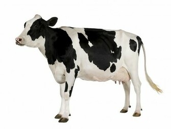 Cow Background Holstein Years Old