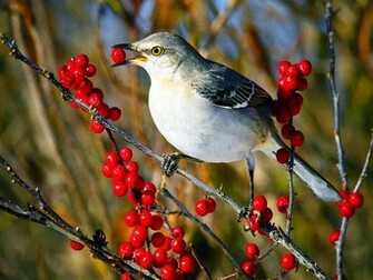 Mockingbird On Branch Wallpaper