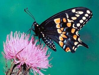 Wallpaper Pink Butterfly Black Utterfly On The