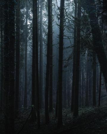 Black Forest Pictures Image