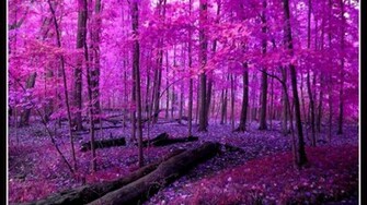 Pink Nature Wallpaper HD Pw