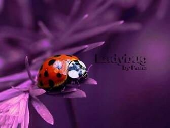 And Wallpaper Also Find Here Top Quality For To