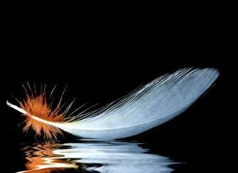 Beautiful Feathers Wallpaper And Pictures One HD
