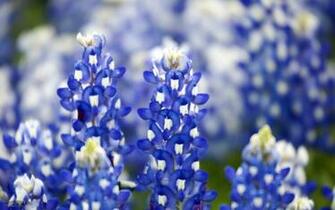 HD Wallpaper And Desktop Background Search
