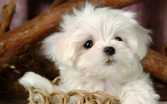 Dog HD Wallpaper