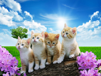 Beautiful Wallpaper Picture
