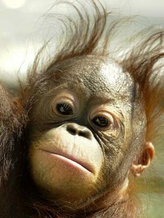 Baby Orangutan Pictures HD Wallpaper Pretty