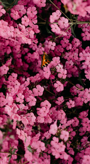 Spring Aesthetic Wallpaper Cute Background For Phone