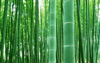 Green Bamboo Wallpaper Is A Great For Your Computer Desktop