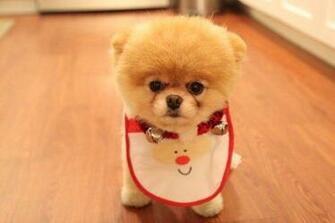 Labels Boo Cutest Dog In The World Wallpaper