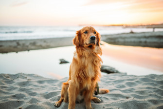 Enjoying A Walk At The Beach With My Best Friend