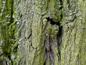 Keywords Tree Bark Wallpaper Desktopwallpaper