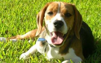 Beagle HD Wallpaper Net