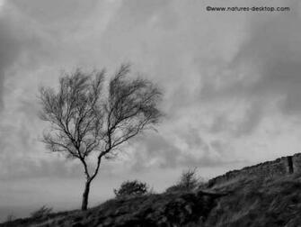 Black And White Landscape Wallpaper Of A Tree On Hillside