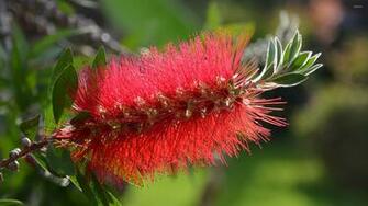 Exotic Flower Wallpaper